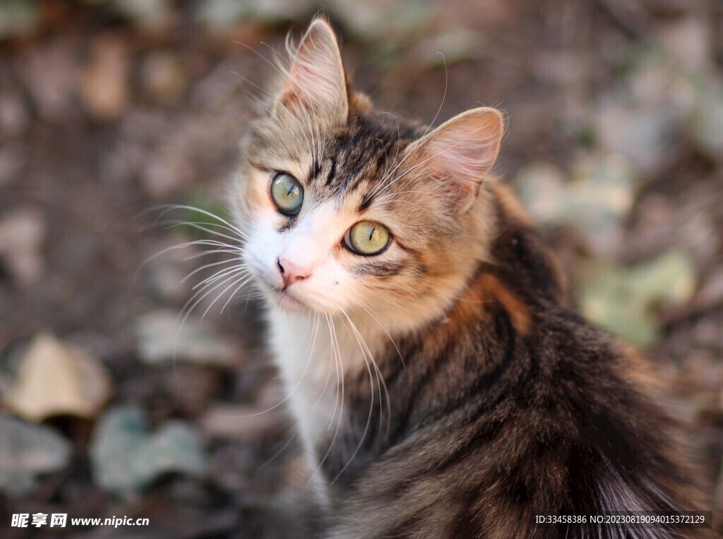 猫