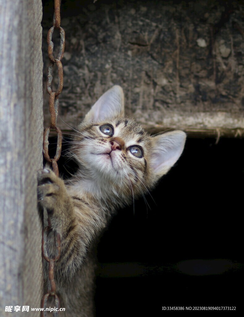 猫