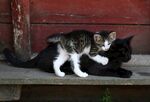 猫