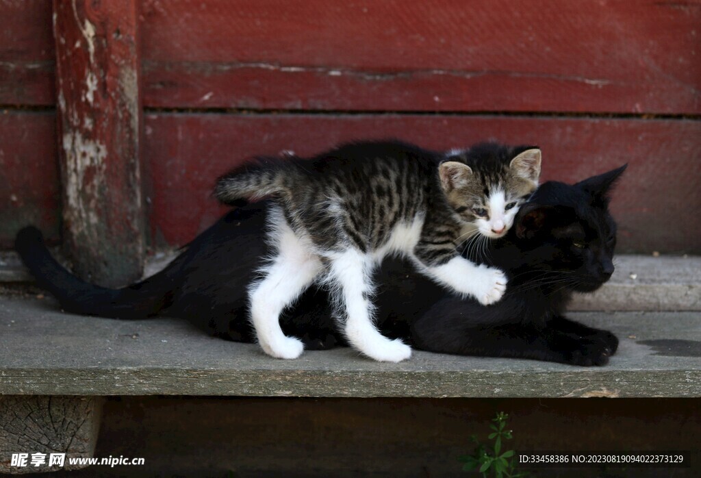 猫