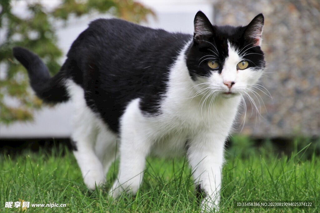 猫