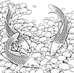 鱼白描