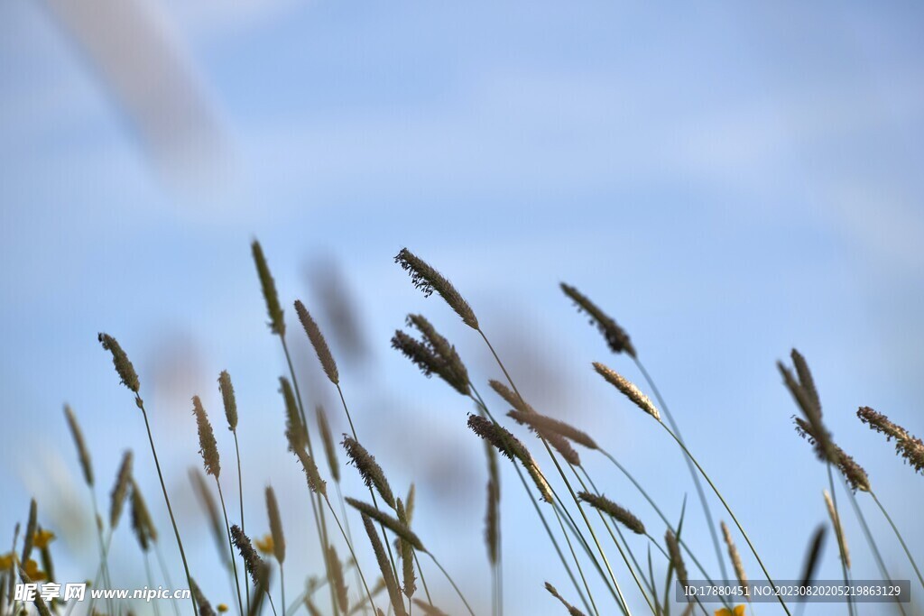 野草