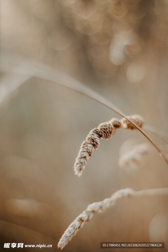野草