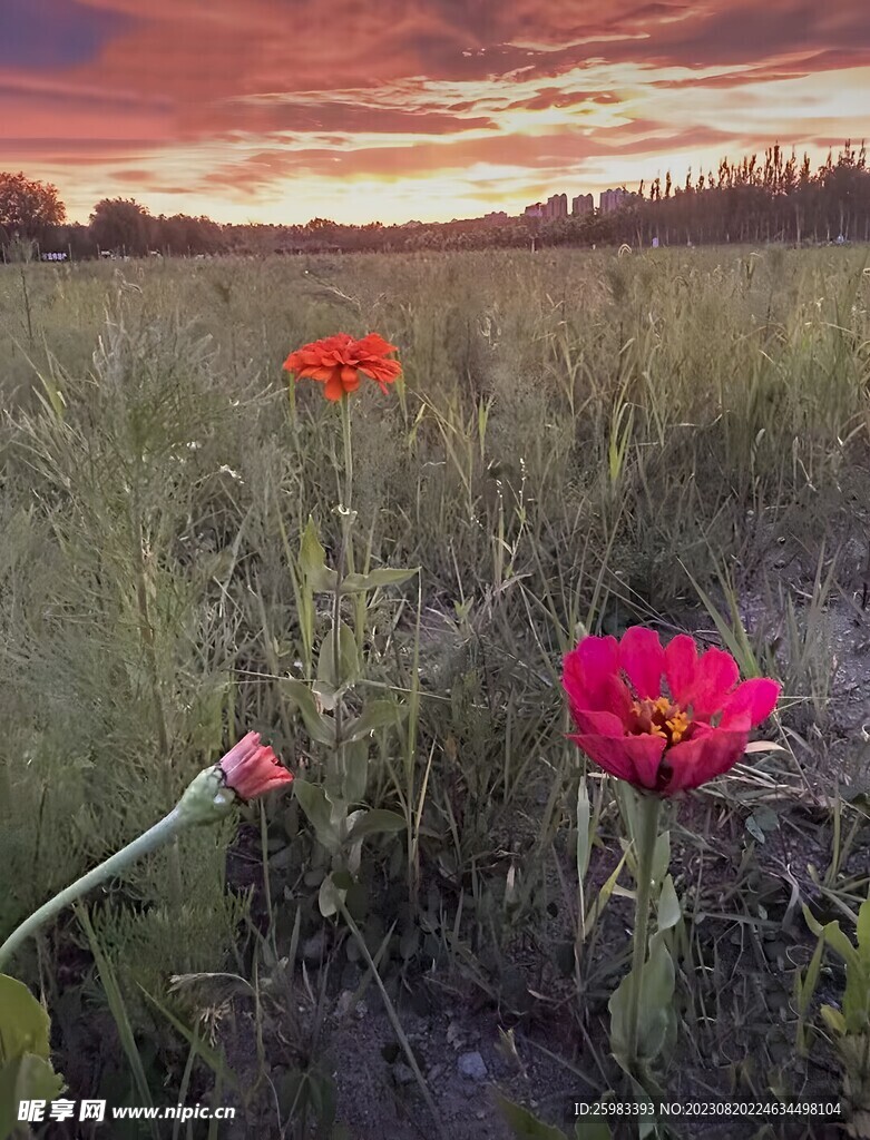 雏菊