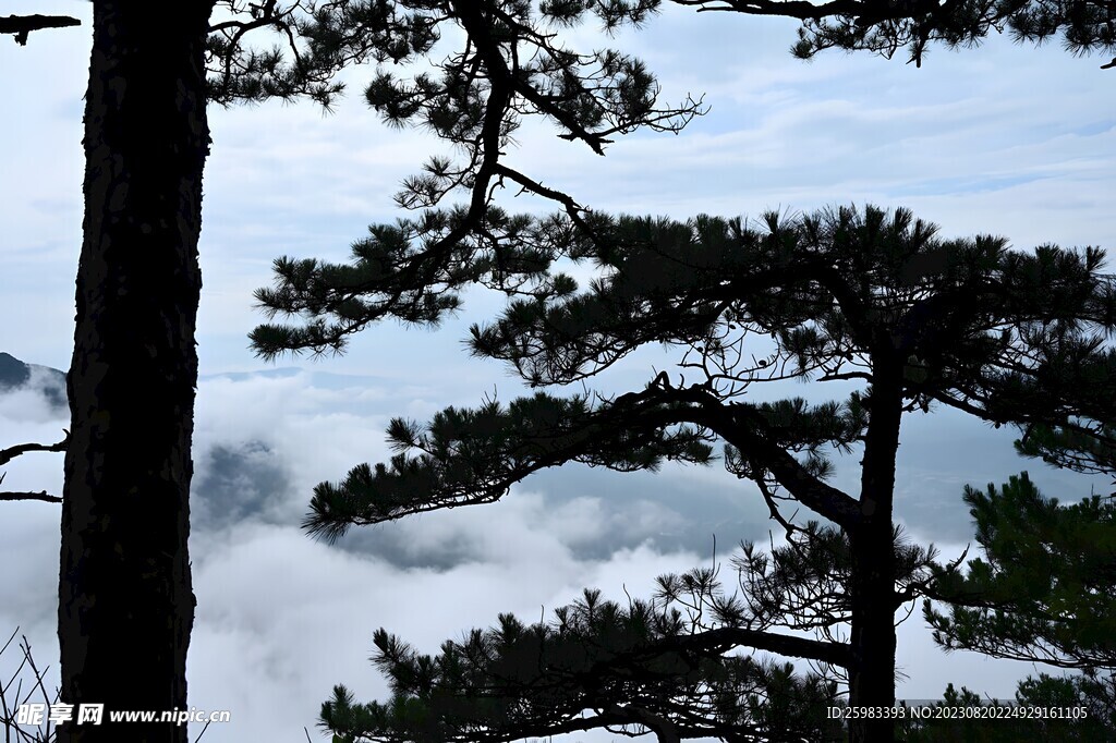 黄山松