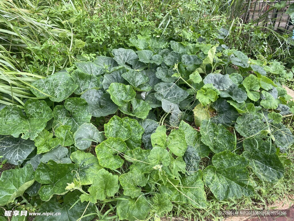 南瓜植物