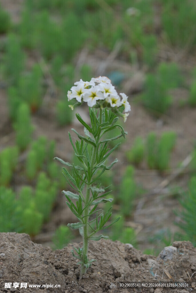 砂引草