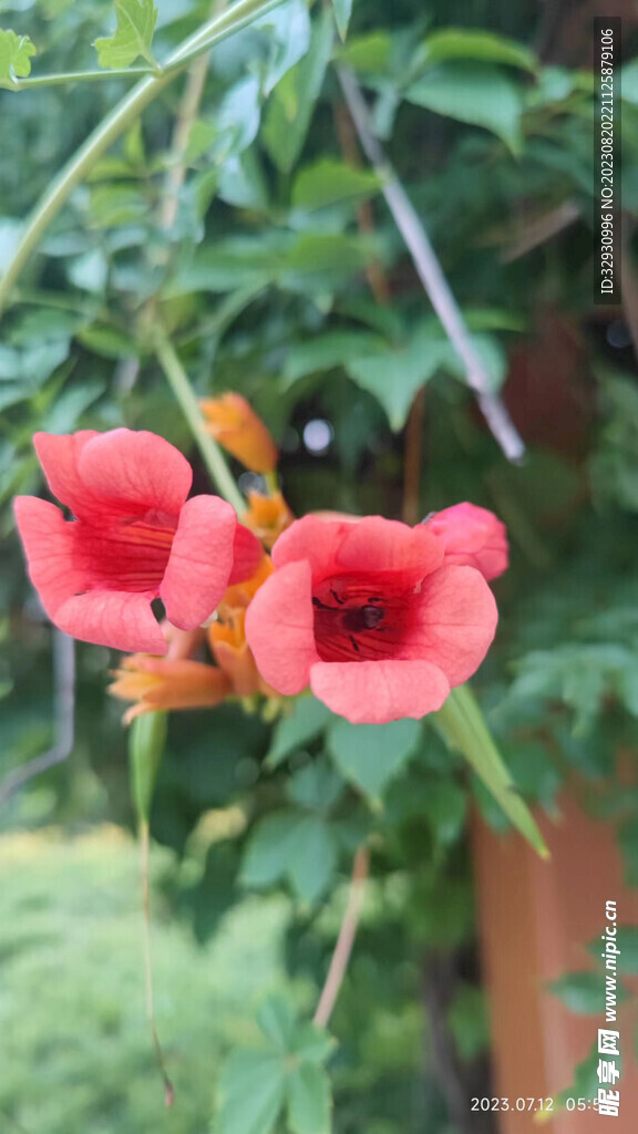 凌霄花