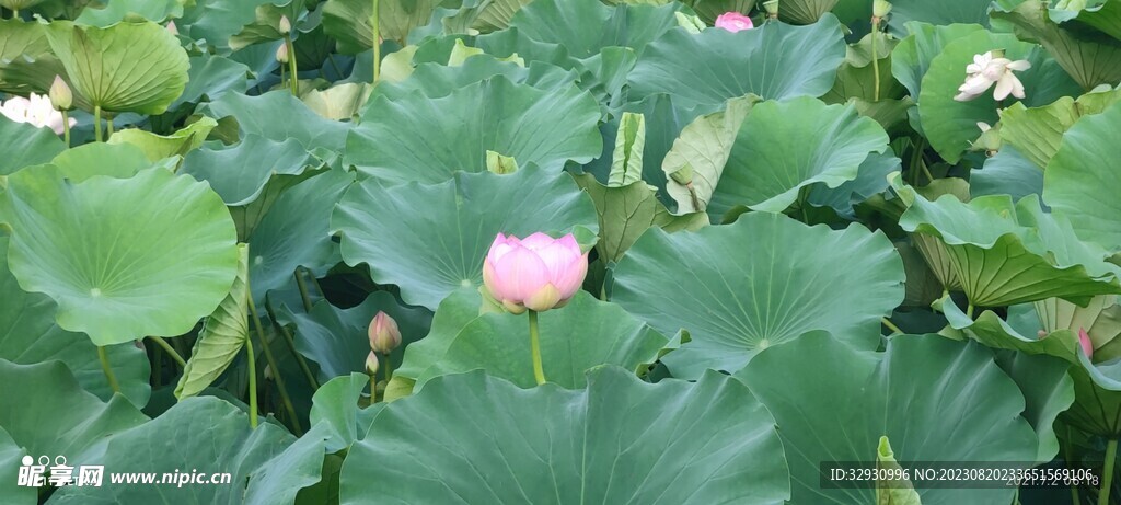 荷花