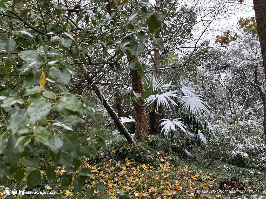 雪景