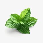 薄荷