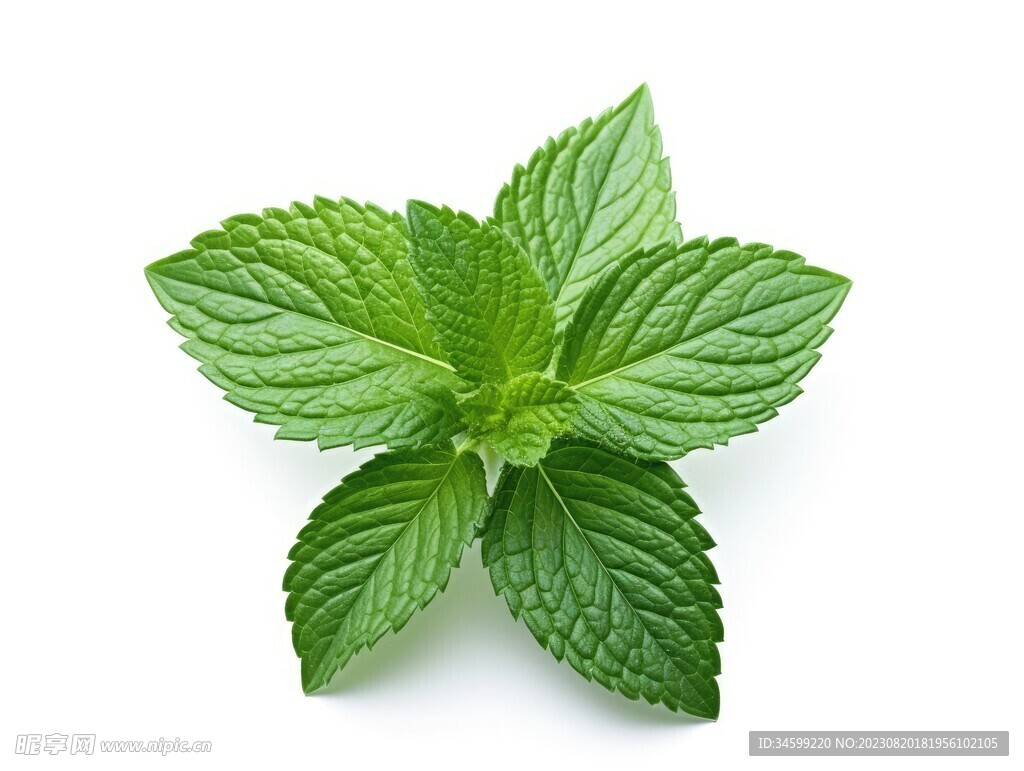 薄荷