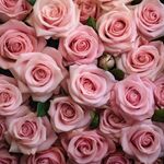 玫瑰花 
