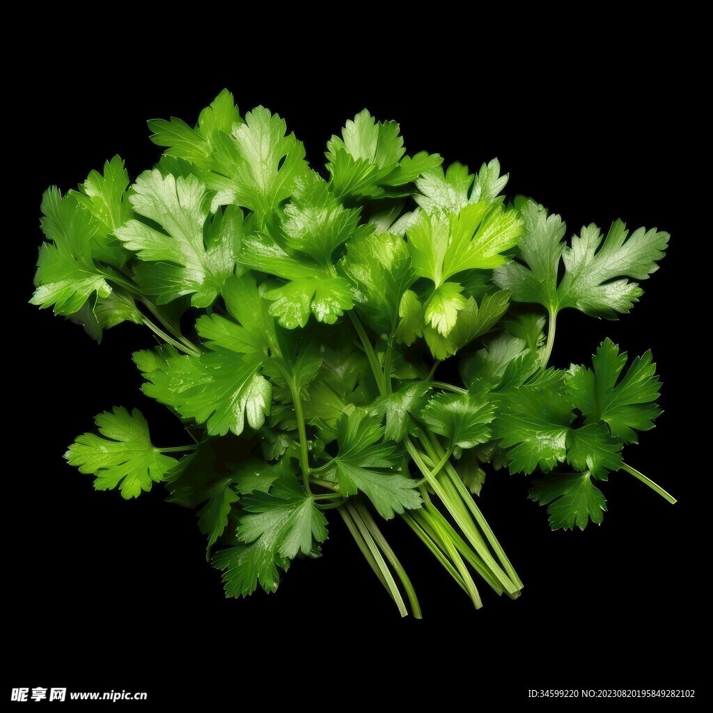 香菜  