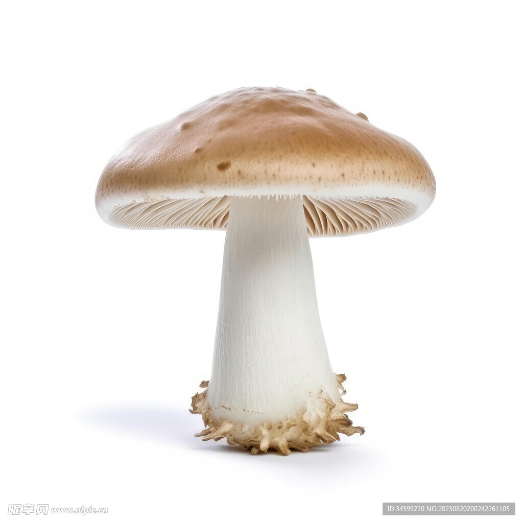 蘑菇 