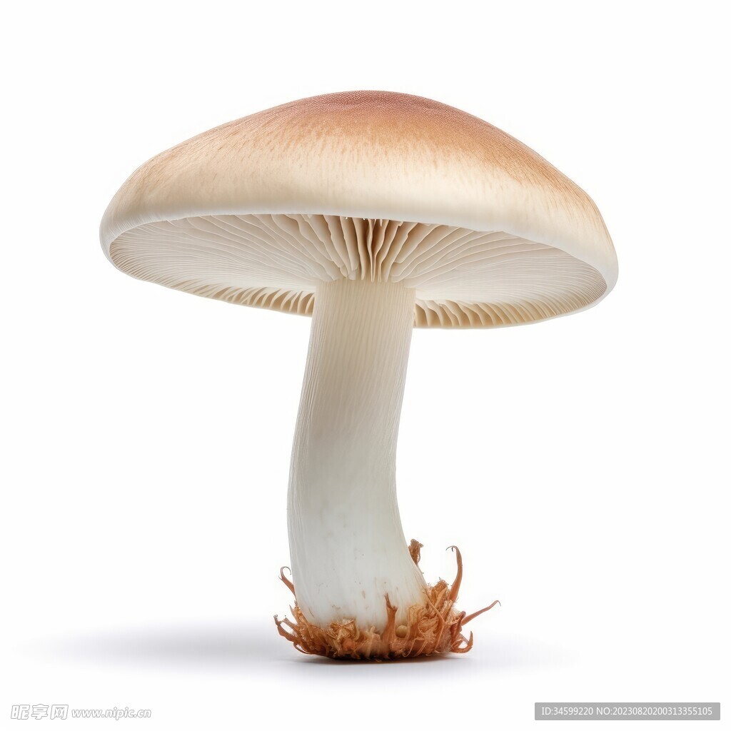 蘑菇 