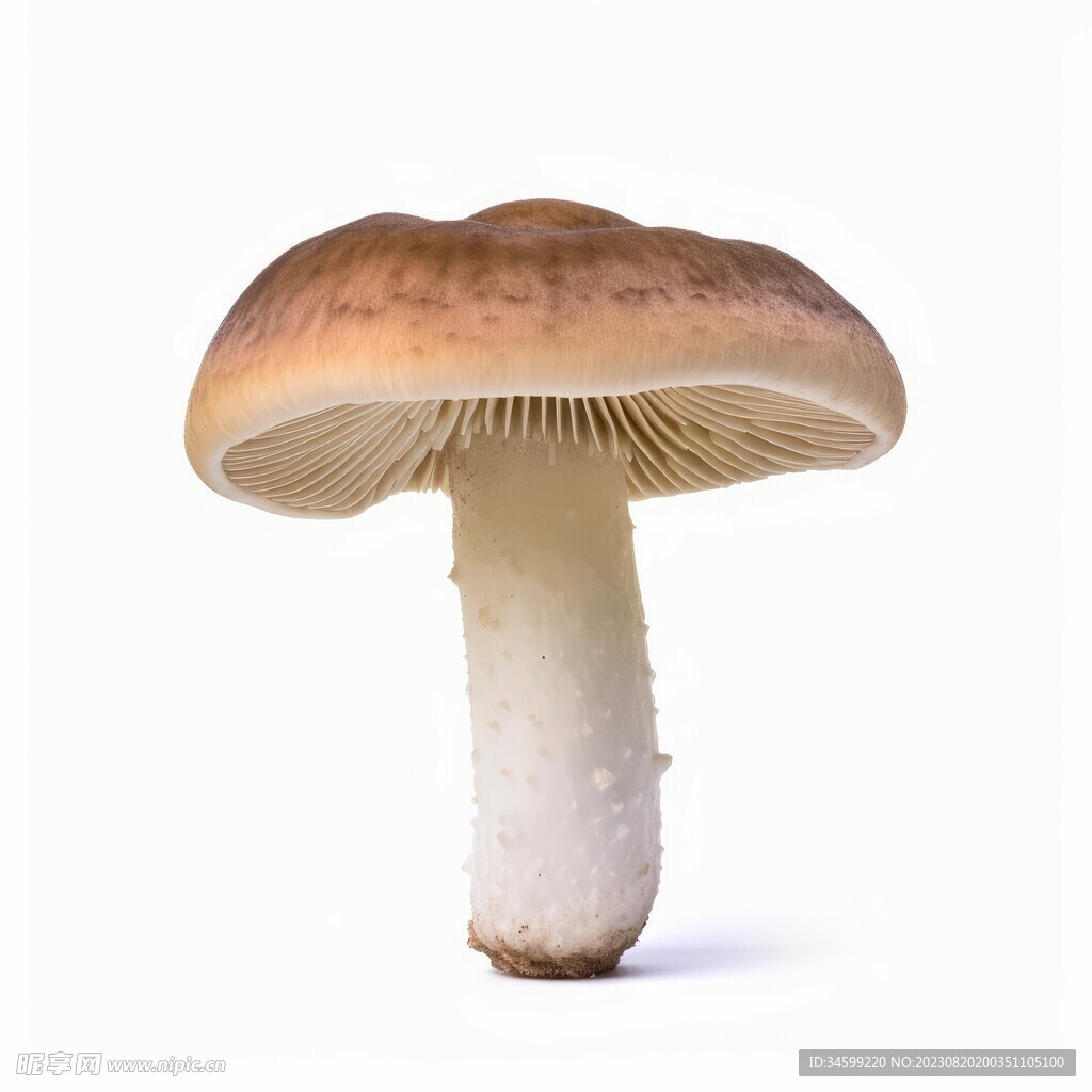 蘑菇 