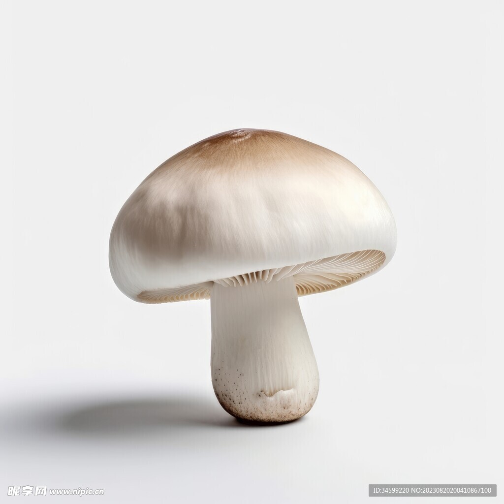 蔬菜蘑菇图片素材-编号27406534-图行天下