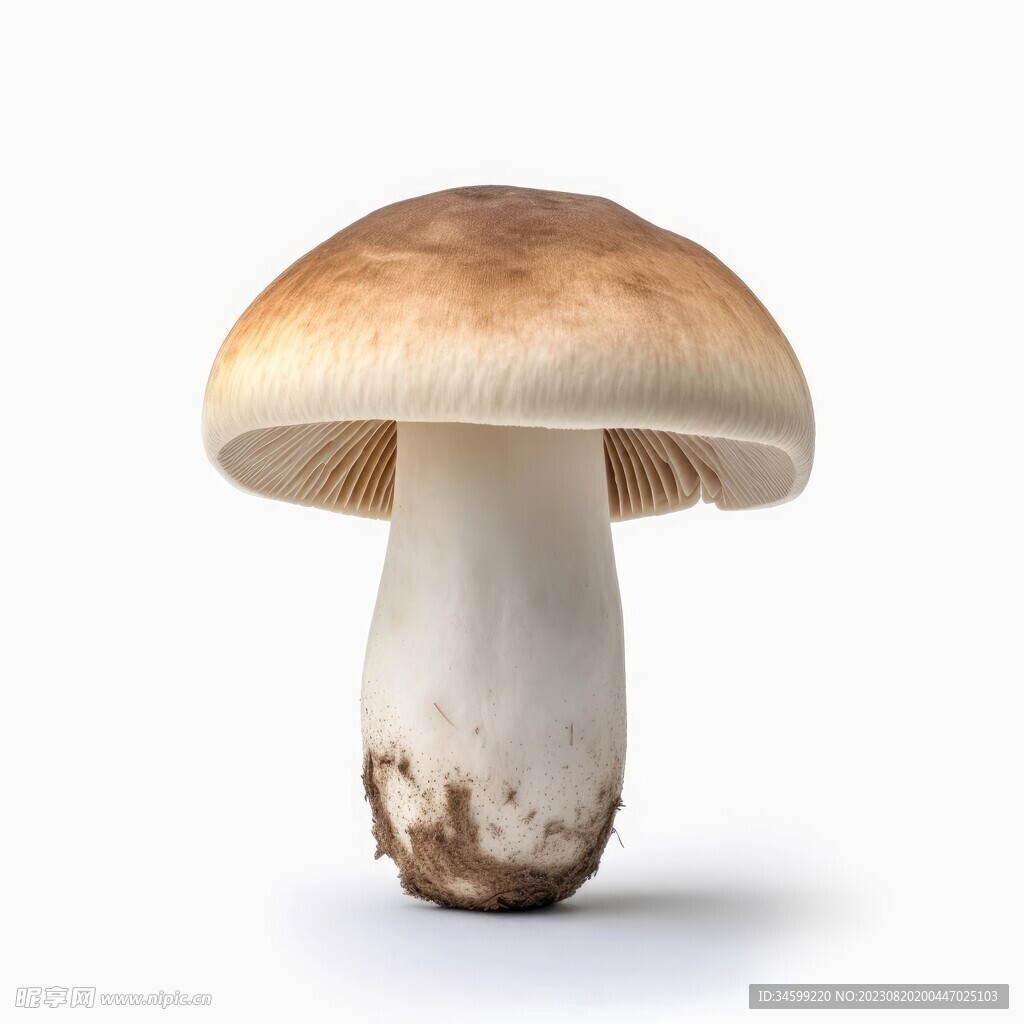 蘑菇 