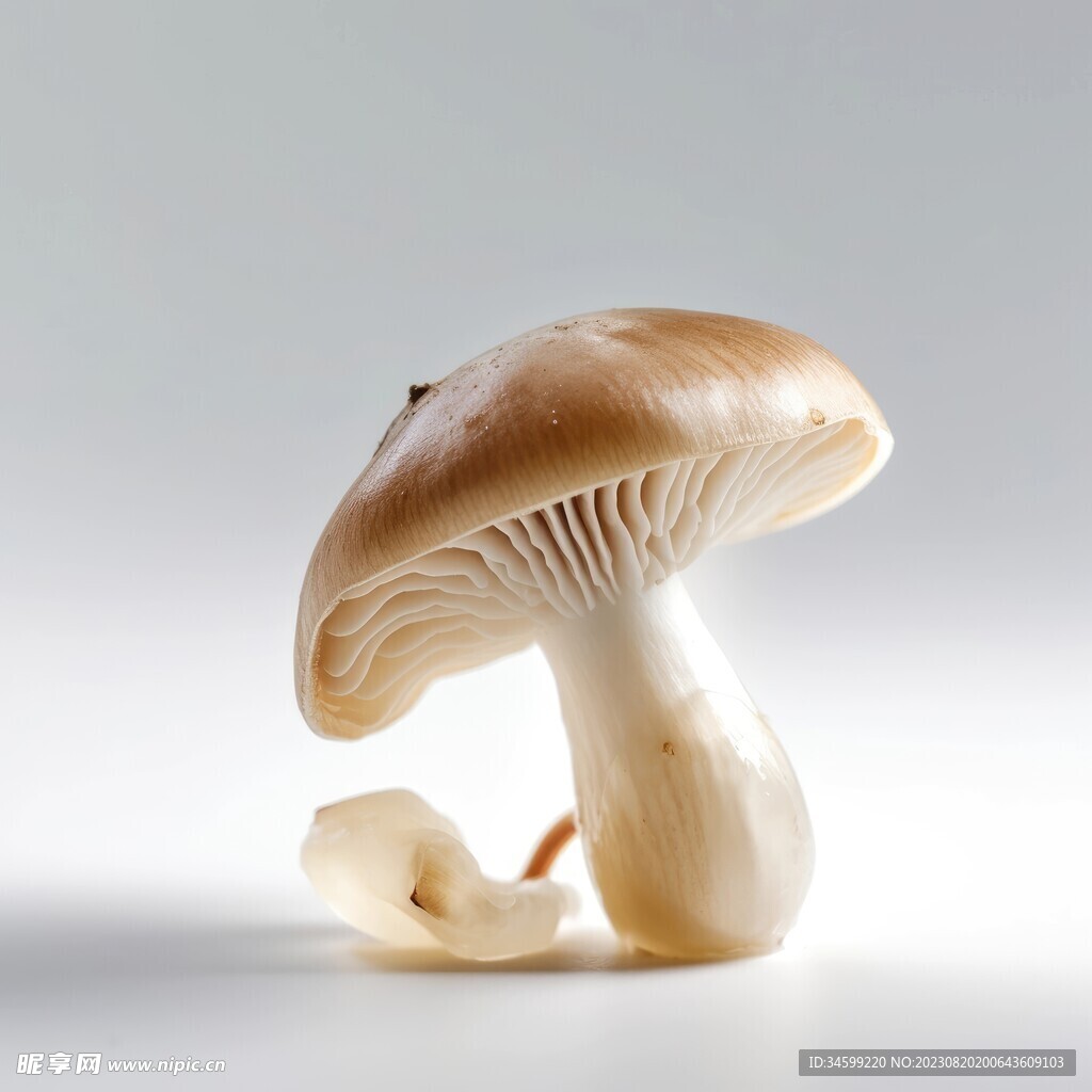 蘑菇 