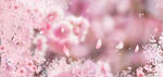 粉色浪漫樱花合成背景