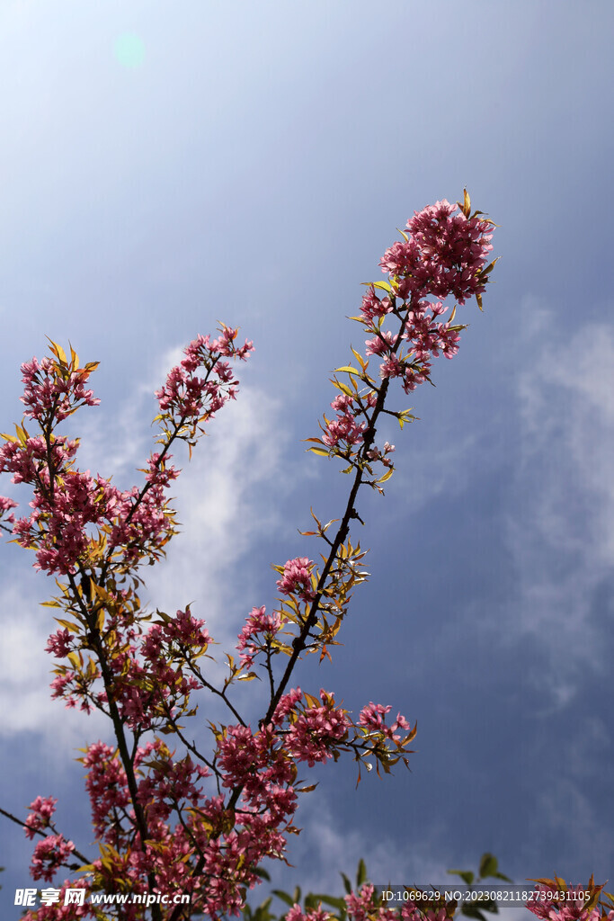 樱花