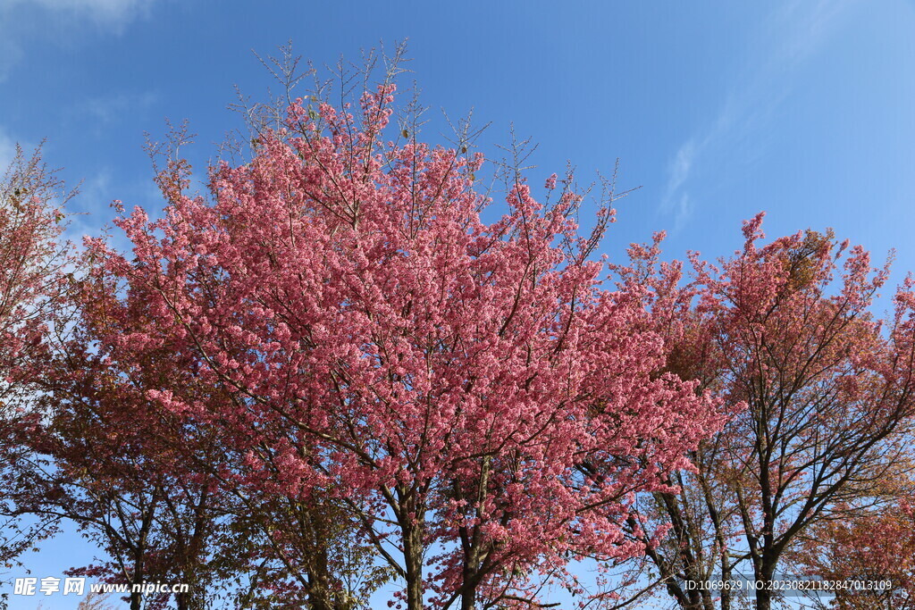 樱花
