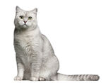 小猫