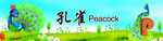 孔雀 