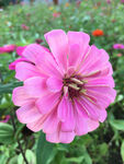 百日菊