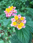 马缨丹花