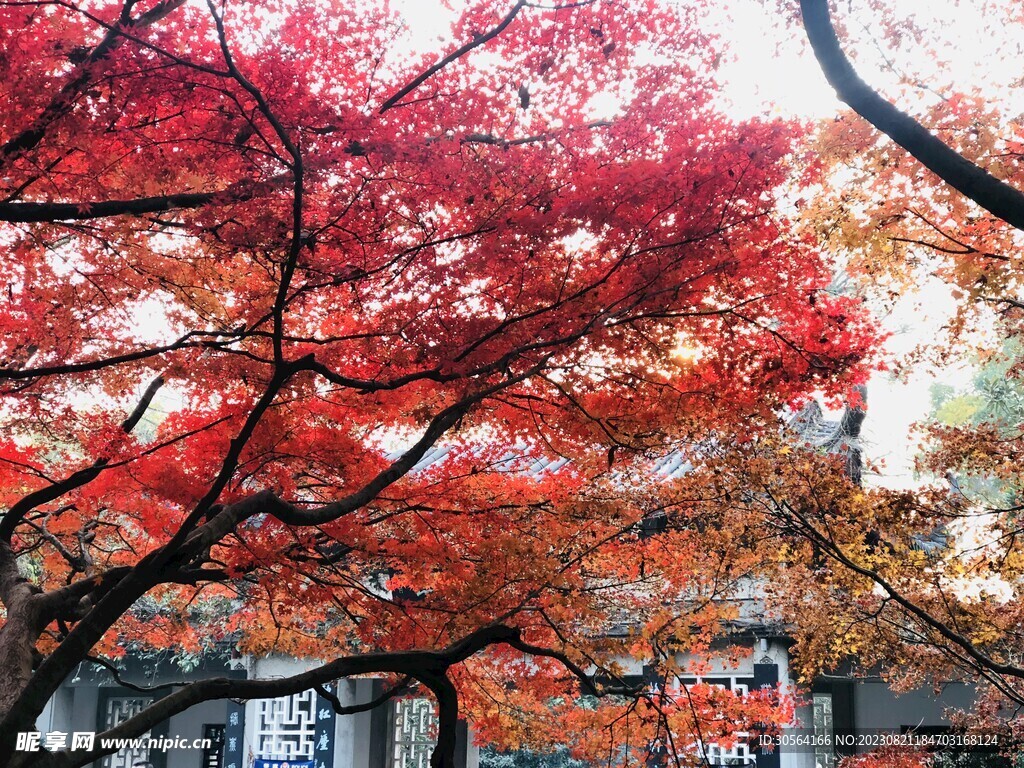 枫叶