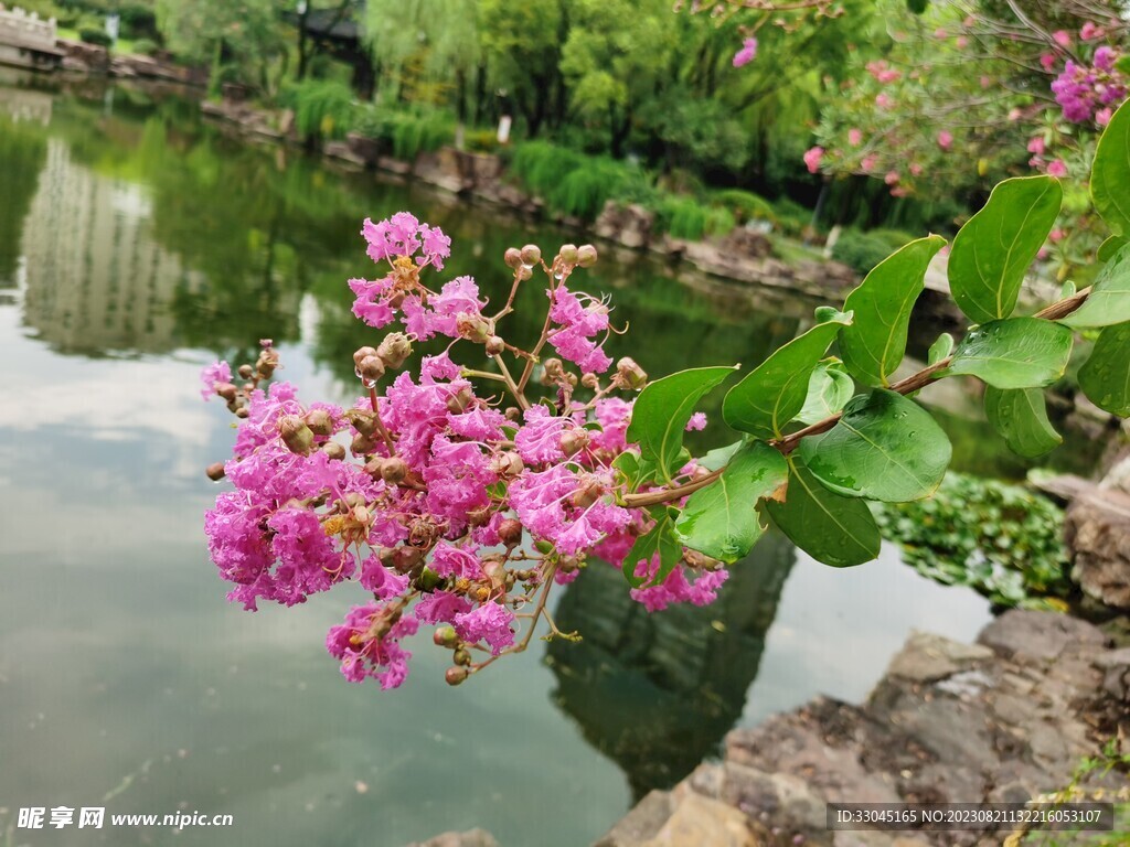 紫薇花