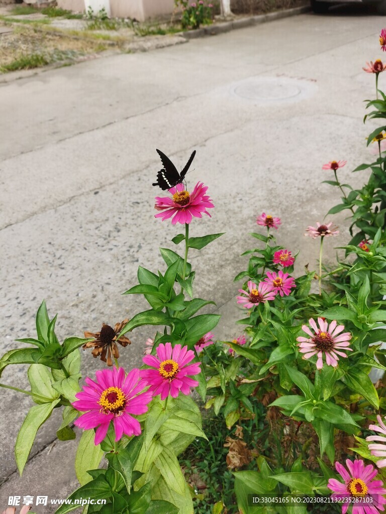 百日菊