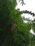 竹林