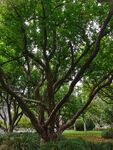 石榴树