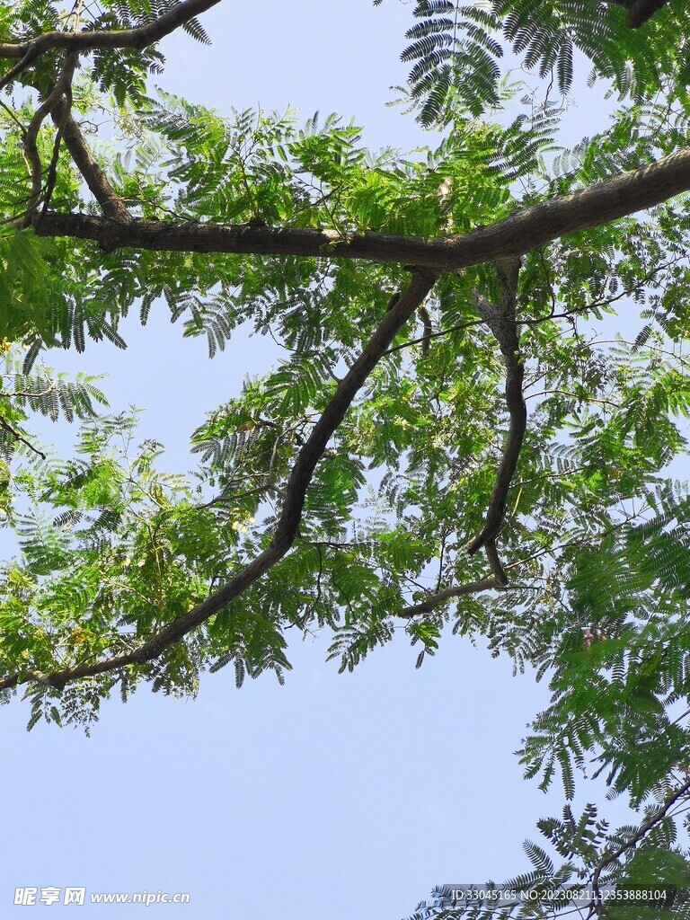 树木