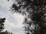 松树剪影