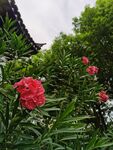 夹竹桃