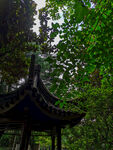 树叶