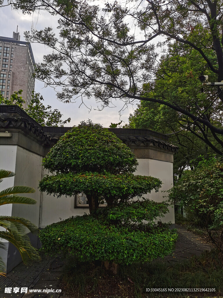 树