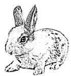 小兔子
