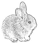 小兔子