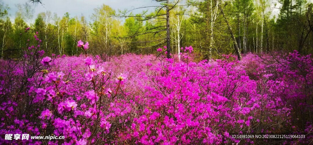 杜鹃花