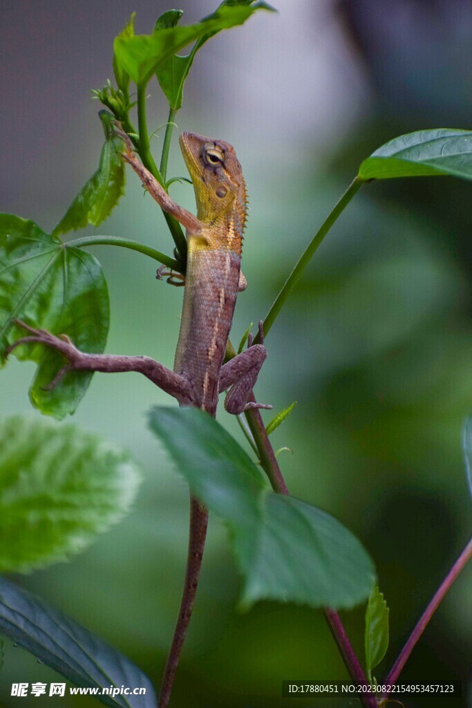 蜥蜴