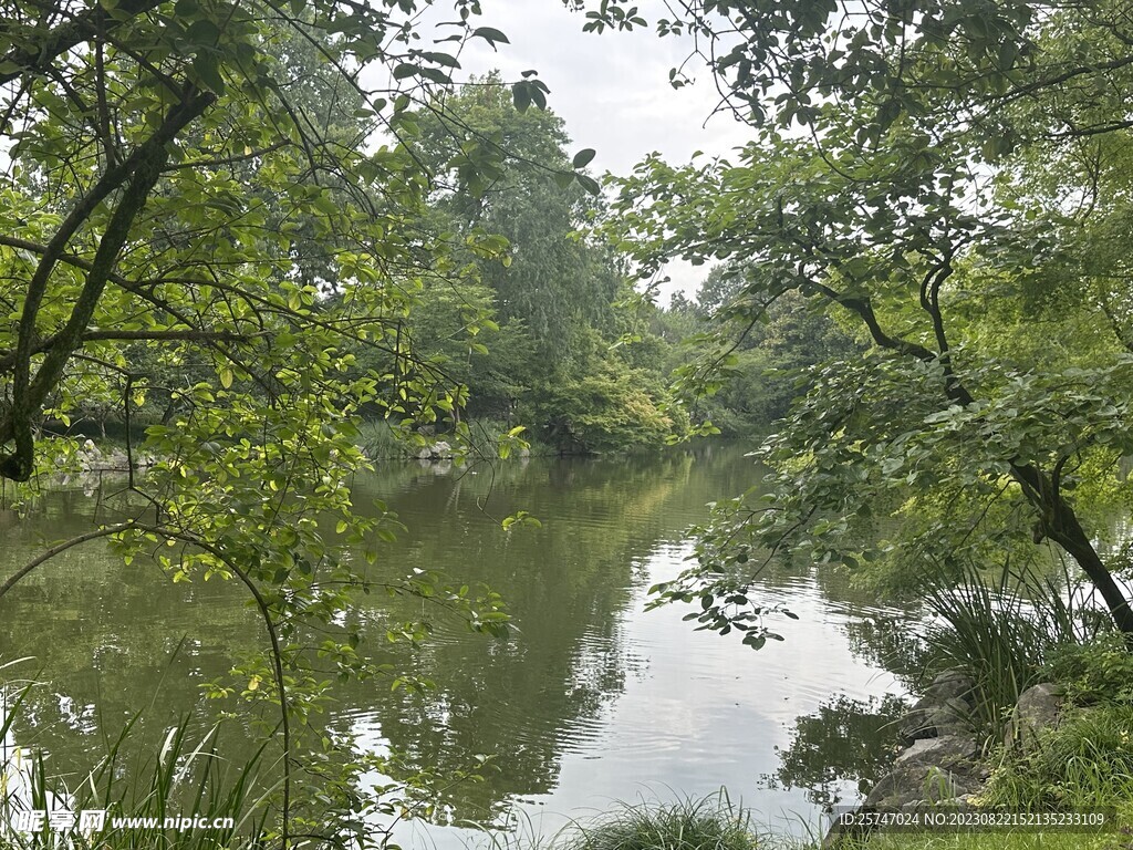 林荫湖面