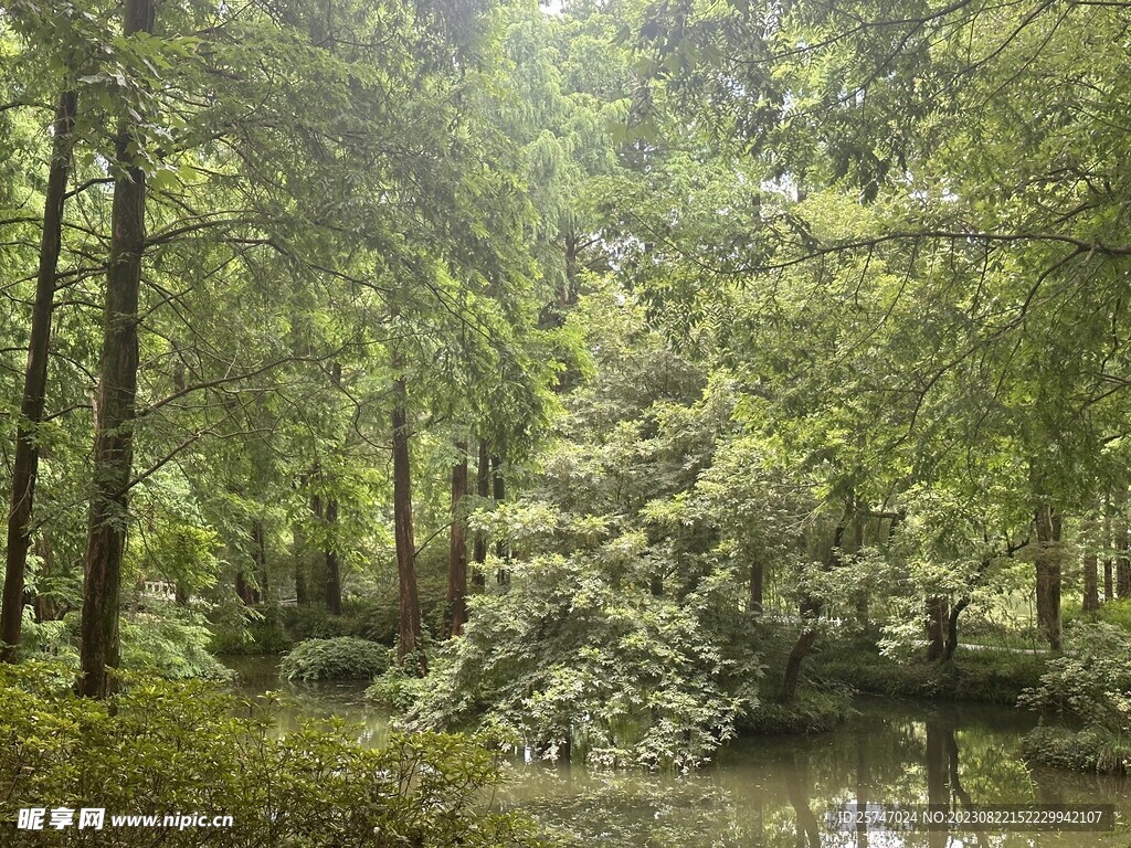 西湖公园林荫河流