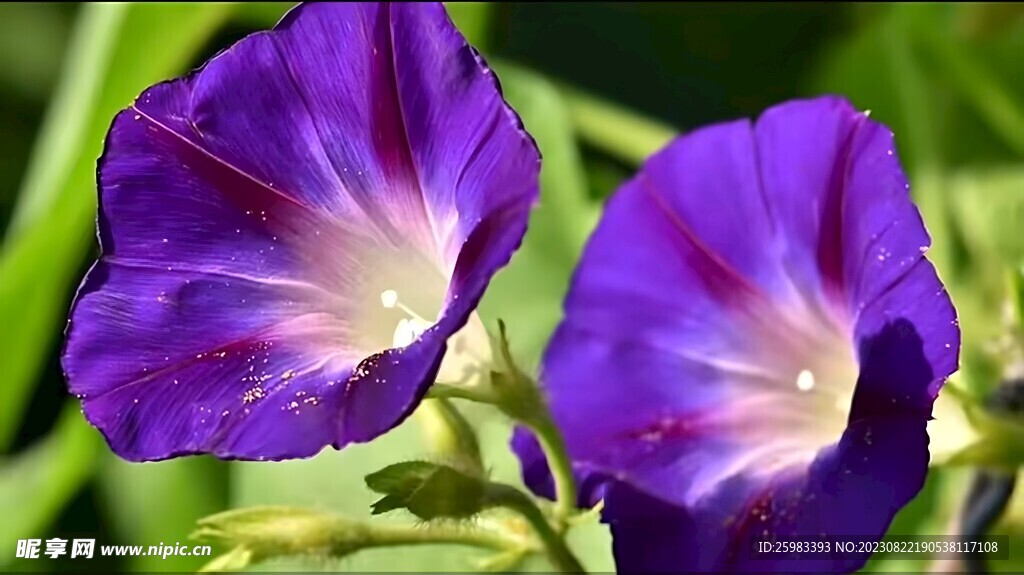 牵牛花