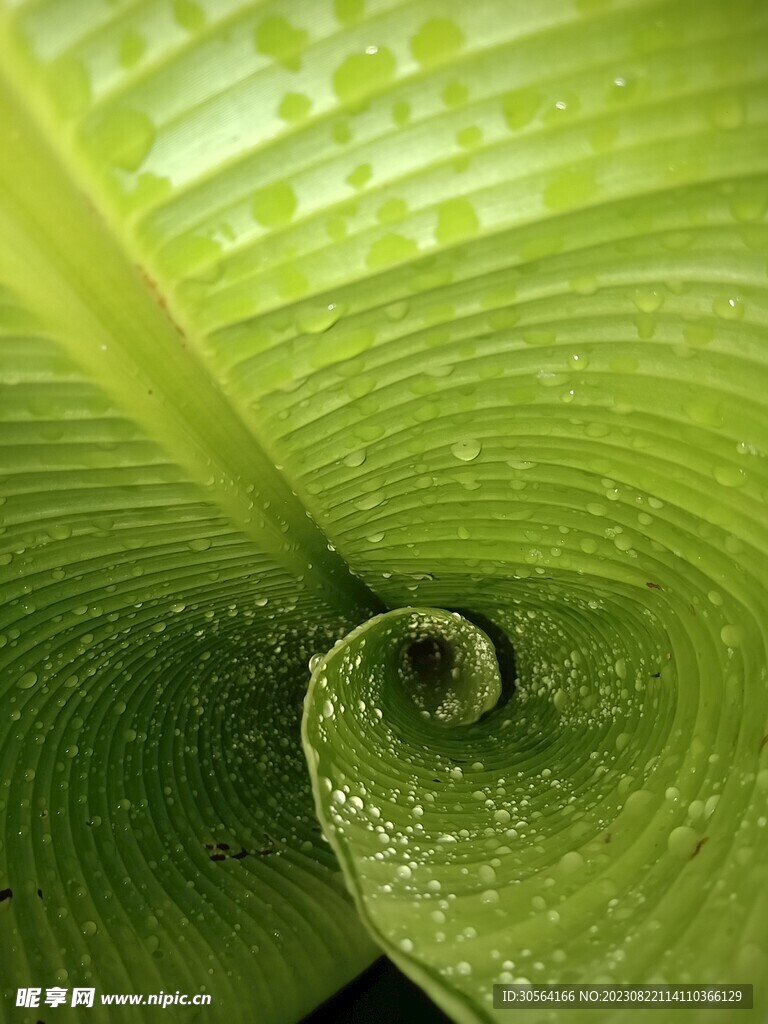 树叶
